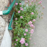 Red Valerian